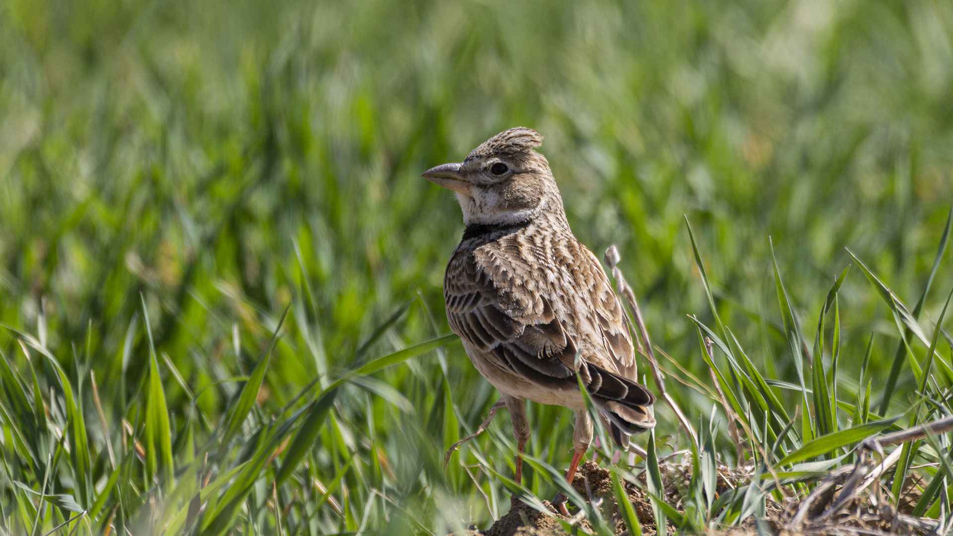 Bimaculated Lark